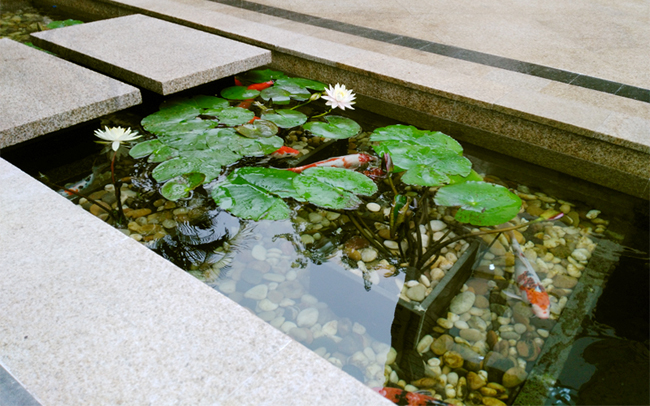 別墅庭院景觀淺水魚(yú)池